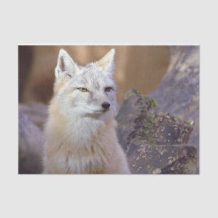 Tissue Paper Corsac Fox