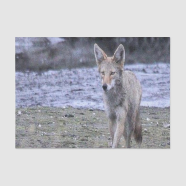 Tissue Paper Coyote (Front)