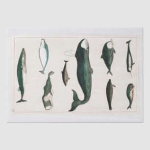 TISSUE PAPER : OLIVER GOLDSMITH : WHALES