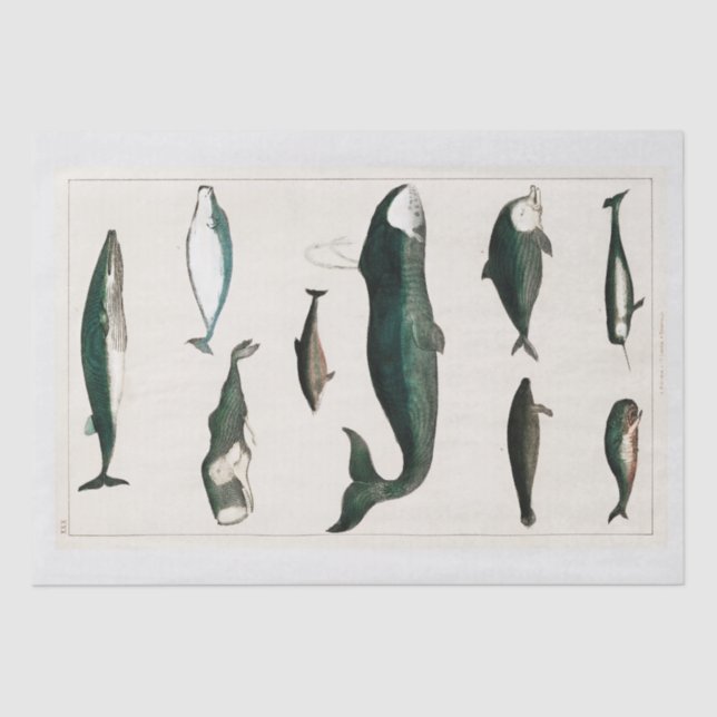 TISSUE PAPER : OLIVER GOLDSMITH : WHALES (Front)
