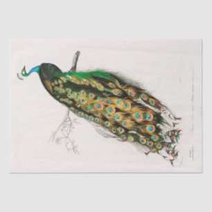 TISSUE PAPER : VINTAGE INDIAN PEACOCK CHART