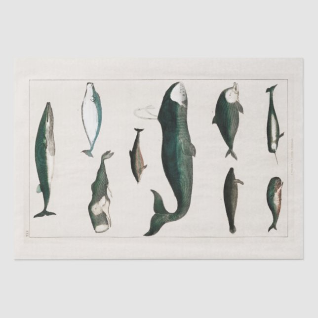 TISSUE PAPER : VINTAGE WHALE CHART (Front)