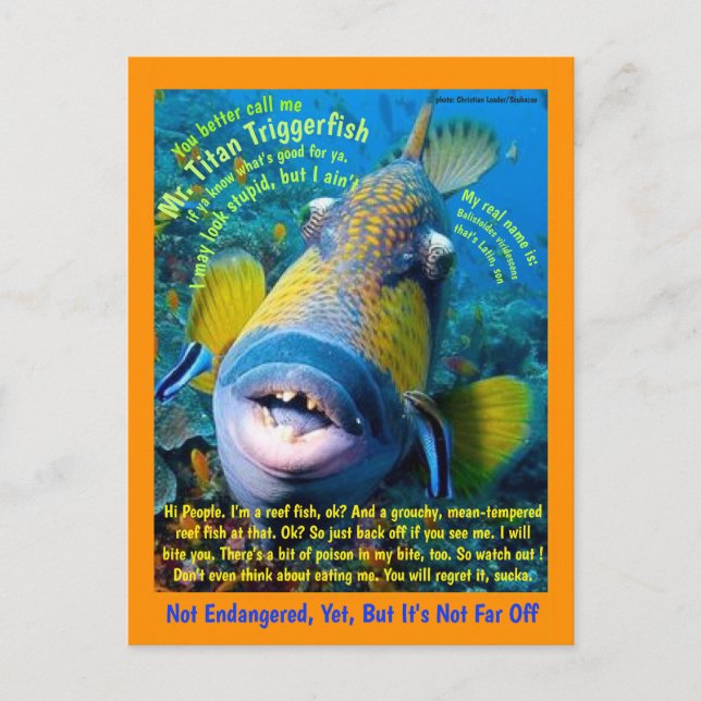 Titan Triggerfish, for the child, a humourous - Postcard (Front)