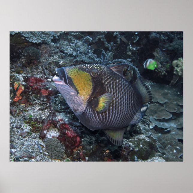 Titan Triggerfish Poster (Front)