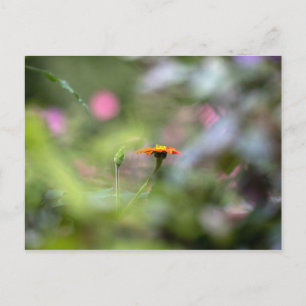 Tithonia In The Garden Postcard