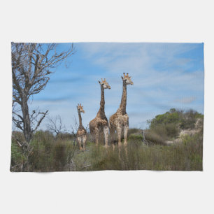 TITLE: Giraffes in Sunlit Plains Tea Towel