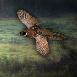 TITLE : " PHESANT LOOKING FOR PREY :  POSTER