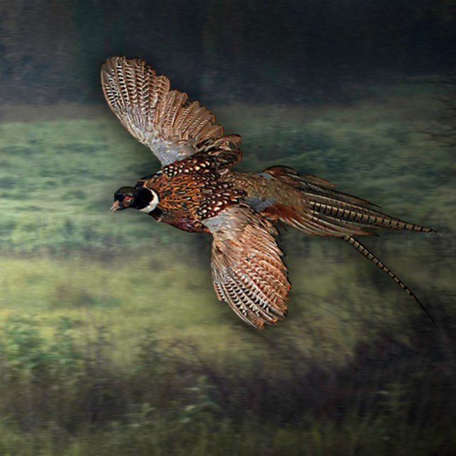 TITLE : " PHESANT LOOKING FOR PREY :  POSTER (PHESANT HUNTING PREY)