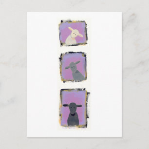 Titled: White Sheep, Grey Sheep, Black Sheep Postcard