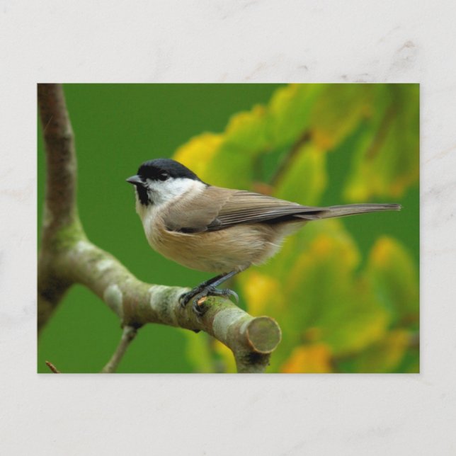 Titmouse in the autumn postcard (Front)