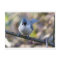 Titmouse