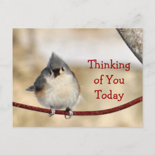 Titmouse Postcard blank- customise any occasion