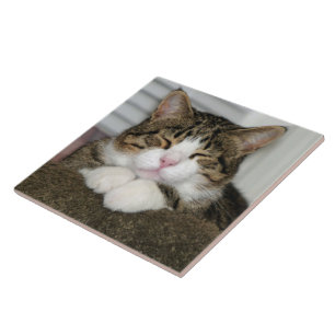 TJ CERAMIC TILE