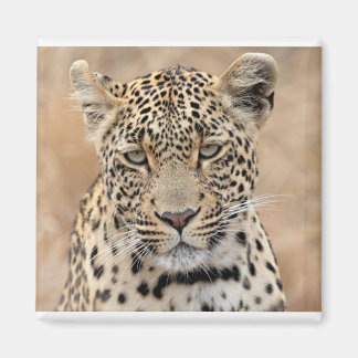 Tlalamaba Princess of Djume female laopard Magnet