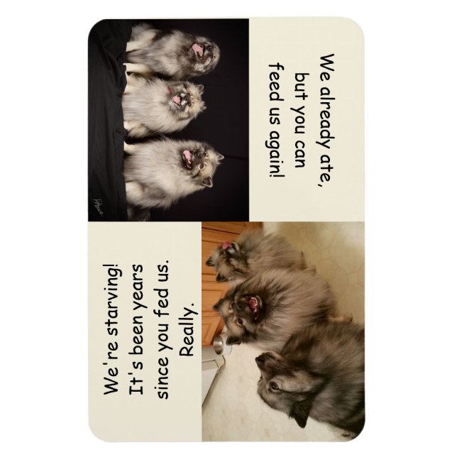 To Feed or Not to Feed Is the Question Magnet (Vertical)