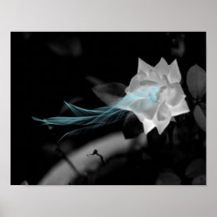 To Heal a Broken Heart - Pretty White Rose Photo Poster