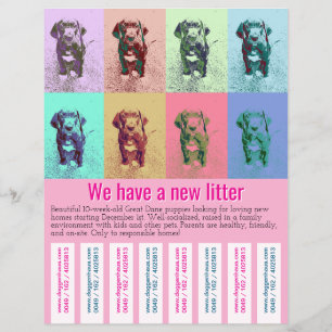 To sell Dane Puppies colorfull Flyer