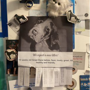 To sell Dane Puppies colorfull Flyer