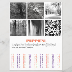 To sell Dane Puppies Flyer