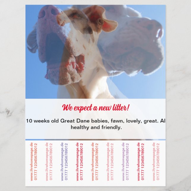 To sell Dane Puppies Flyer (Front)