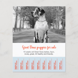 To sell Dane Puppies Flyer