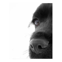 To The Soul - Chocolate Cocker Spaniel Portrait