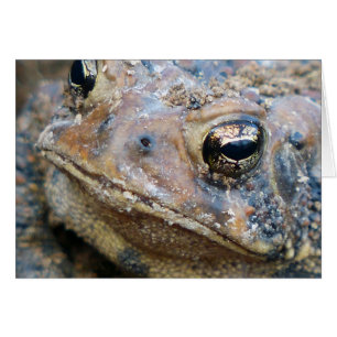 Toad face