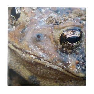 Toad face ceramic tile