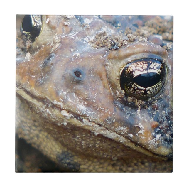 Toad face ceramic tile (Front)