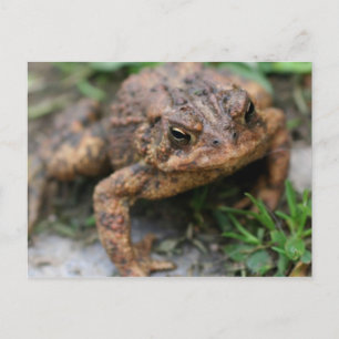 Toad Face Close Up Nature Postcard