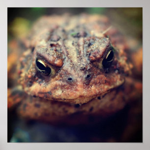 Toad Face Up Close Poster