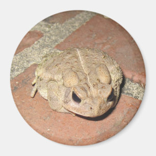 Toad Frog Magnet