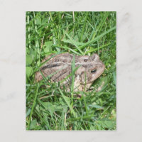 Toad in the Grass