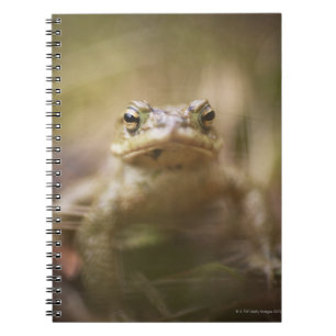 Toad of the Day Notebook