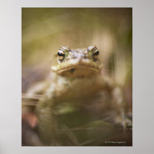 Toad of the Day Poster