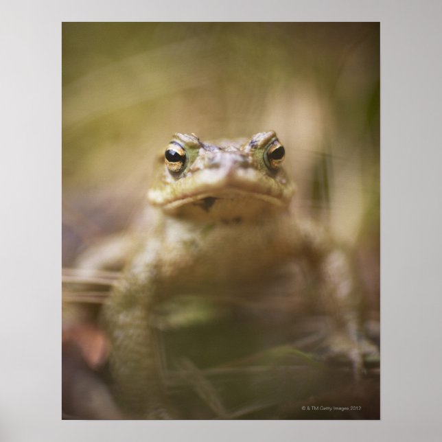 Toad of the Day Poster (Front)
