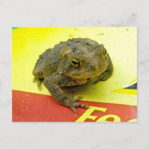 Toad on Bag Postcard