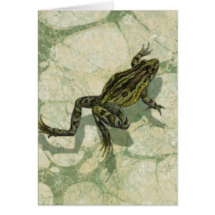 Toad Swinning in the Water