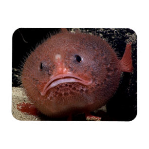 Toadfish Magnet