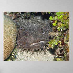 Toadfish Peeking Poster