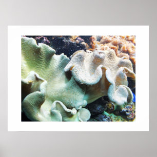 Toadstool leather coral poster