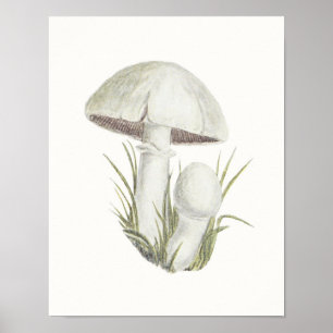 Toadstool Mushroom Fungi Fungus Poster