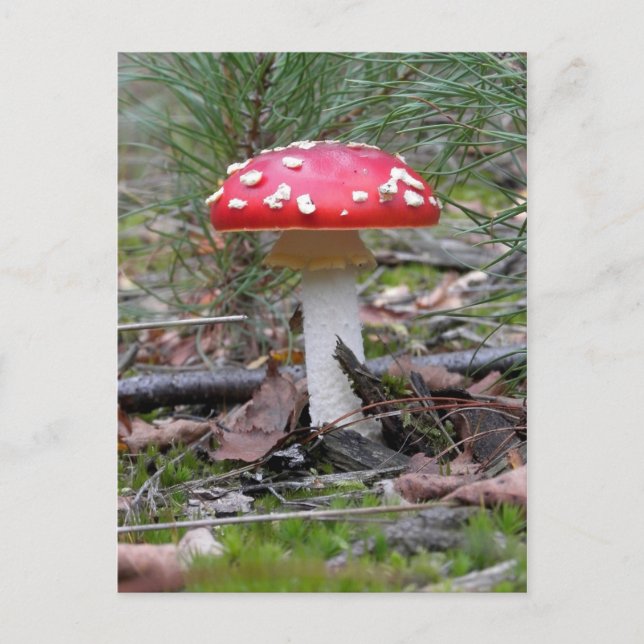 Toadstool Mushroom Postcard (Front)