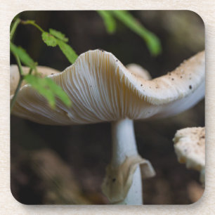 Toadstool Umbrella Coaster