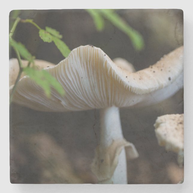Toadstool Umbrella Stone Coaster (Front)