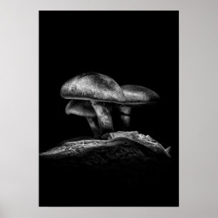 Toadstools On A Trail No 3 Poster