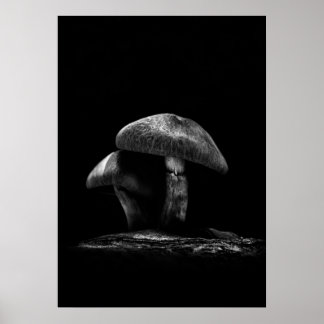 Toadstools On A Trail No 6 Poster
