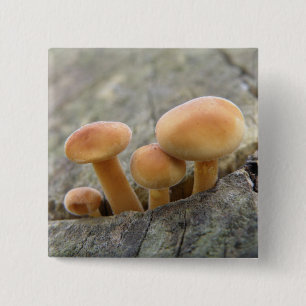 Toadstools on a Tree Trunk Button