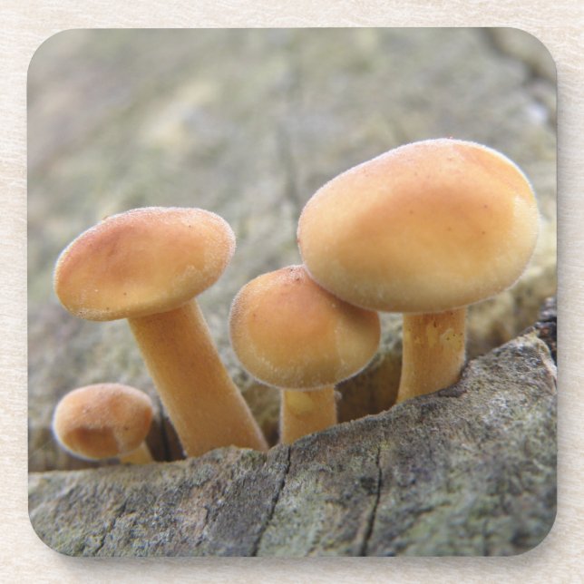 Toadstools on a Tree Trunk Cork Coaster (Front)