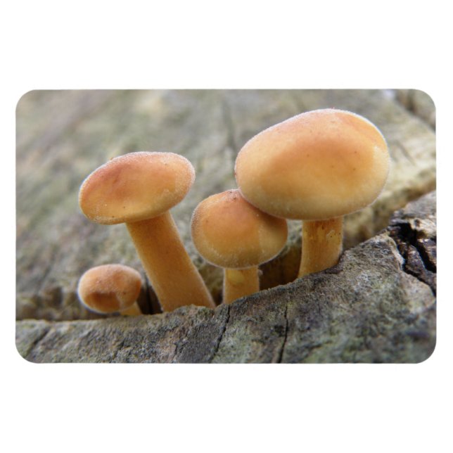 Toadstools on a Tree Trunk Flexi Magnet (Horizontal)